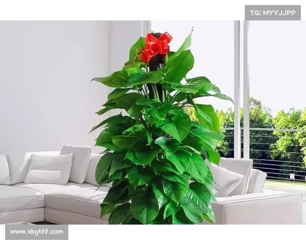 卷帘绿魔的生态秘密与养护技巧全解析打造健康绿植环境秘诀