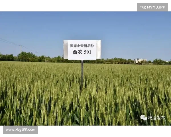 如何提升小麦国家队整体实力与竞技表现的策略与技巧