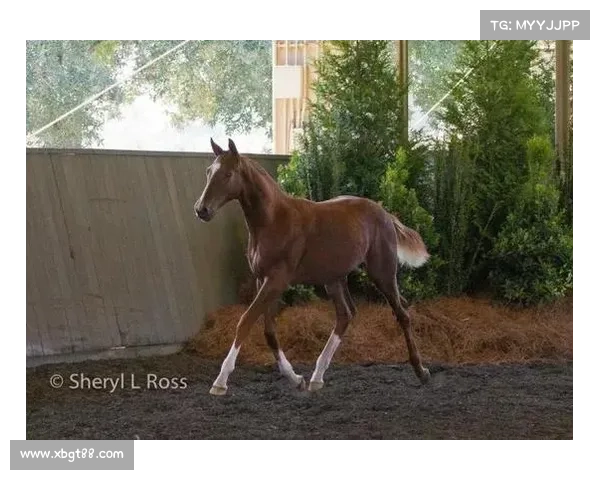 如何根据赛马表现、体能与心理素质选择最适合的马匹参与马术比赛